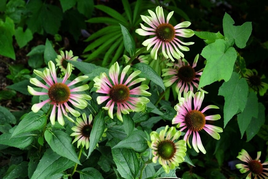 エキナセアの花。色はピンクとグリーンが混ざっている