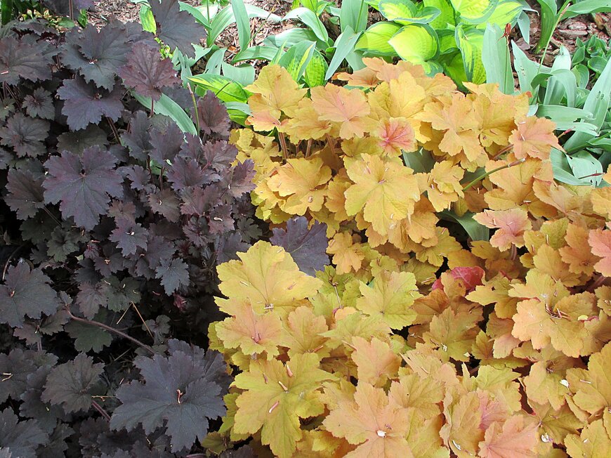 銅色とオレンジ色の葉を広げている、ヒューケラ