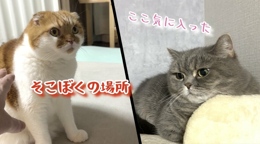 2匹の猫
