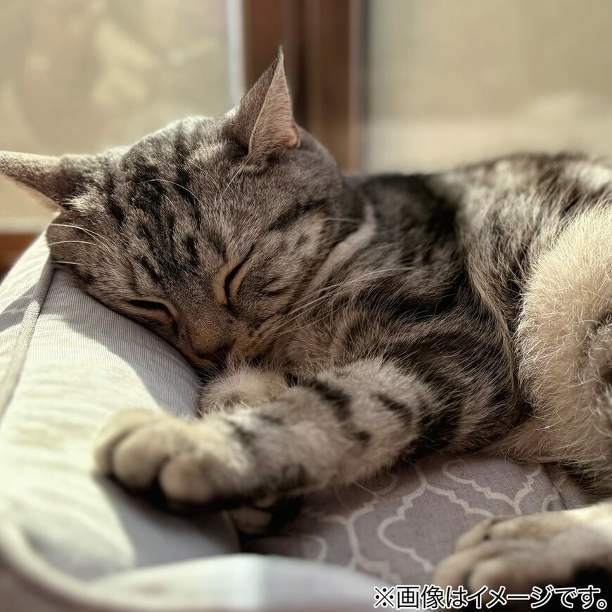 ペット消臭・滑り止め付き 接触冷感ペットベッド