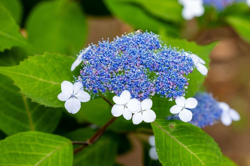 ヤマアジサイの花。色は青