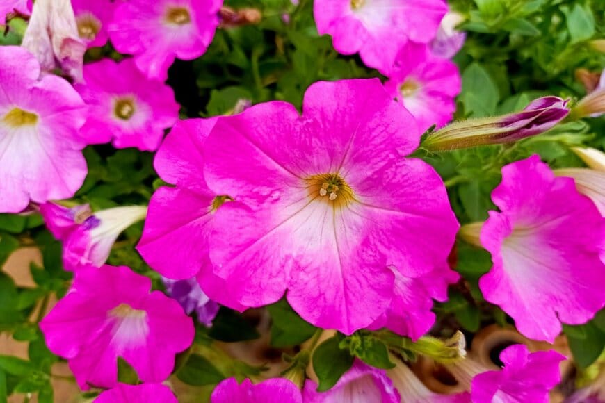 ビビッドピンクのペチュニアの花