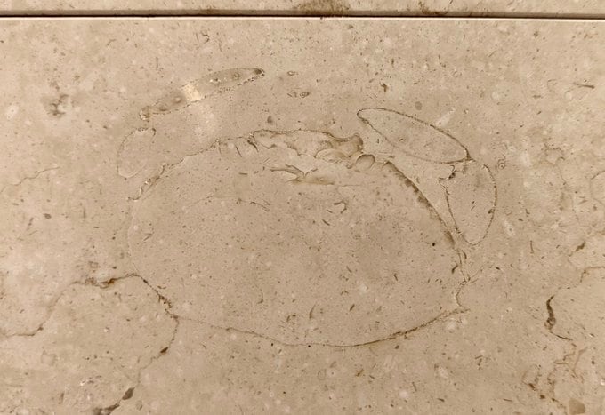 東京駅で目撃されたカニの化石