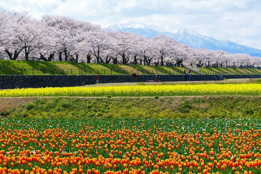 富山に春を告げる「あさひ舟川 春の四重奏」