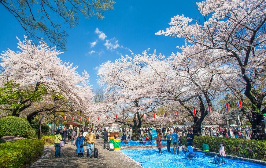 お花見の場所取り