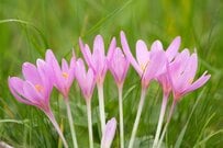 「今が植えどき」夏植え秋咲きの《球根植物》6選で秋が楽しみになる！植えっぱなしOKの植物も