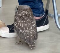 【走り出すフクロウ】突然の疾走！猛スピードで向かった先で見せた反応が可愛すぎる