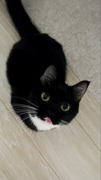 胸キュン必至！？反則級に可愛い元保護猫ちゃんの「ペロ」にいいねが止まらない！