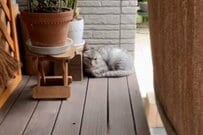 風邪を引いていた野良猫を保護　家に迎えてから1年後の様子に「だめだ泣ける」