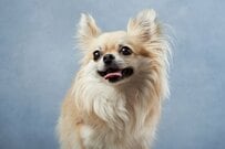 「チワワやめてる？」お散歩中にリラックスした表情のワンちゃん　『人間顔負け』な表情に思わず大爆笑