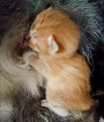 【子猫→成長後の猫】意外な変化にママ猫も驚き？「爆笑w嫌なことが全て吹っ飛んだ」