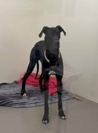 譲渡先からわずか24時間で返された大型犬　「人を噛んだ」と安楽死の危機に直面するも、救いを得て新たな未来へ