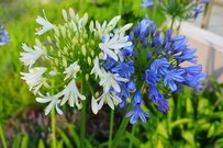 【楽ちんガーデニングのすすめ】頑張りすぎずにガーデニングを楽しむための4カ条＆おすすめの植物たち