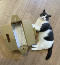 どう見てもキツそうな箱を発見した猫　直後のまさかの行動に笑っちゃう