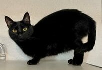 【静止した時間】5分以上微動だにしない猫！衝撃的なポーズの裏に隠された爆笑の理由