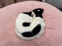 【奇跡の1枚】「  ン  」？！ソファの上で寝ている猫ちゃんの背中に思わず大爆笑！まさかの光景に7.7万いいね