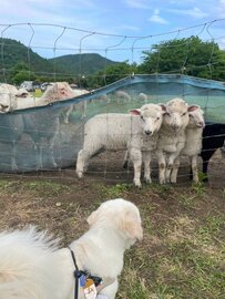 「なんだ、新入りかい…」羊も思わず困惑？犬と羊の可愛い対面に笑ってしまう！