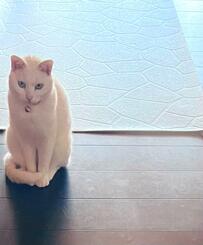 「ドコイッテタ…」熟睡する猫に報告せず、トイレに行ったら…まさかの待ち姿にホッコリ