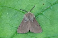 「見つけられたらラッキー」和歌山のある村に現れた昆虫　モスラみたいな姿に「そんなところに聖地が」