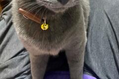 「どこにも行かないでよ～」想いが伝わる保護猫の表情に悶絶の声