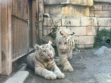 東武動物公園】クセが強い寝相のホワイトタイガー兄弟が見つかる「想像