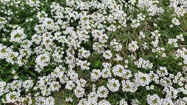 1苗だけで、まるで純白の絨毯のよう！ほぼ1年中咲き続ける多年草