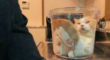 えっ】バケツに入った猫、完全にトロトロに…！“猫は液体説”を裏付ける