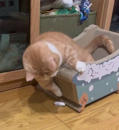 短いおててを一生懸命伸ばす虎太郎くん