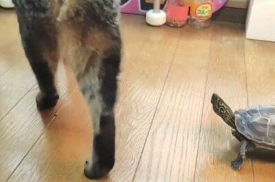 小雪ちゃんの姿を捉えるやいなや方向転換する軍曹くん