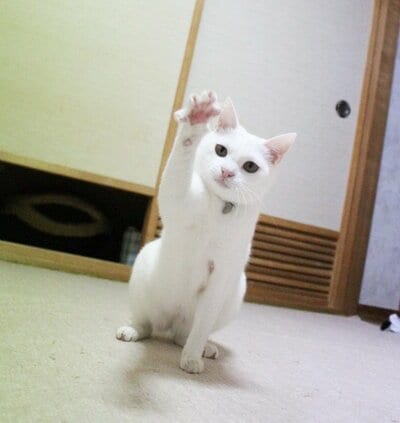 真剣な表情と可愛い肉球のギャップがたまりません