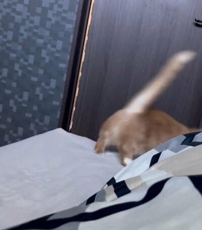 飼い主さんを起こしたら逃げる虎太郎くん