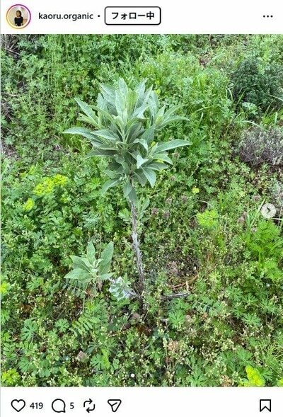 杉田かおるのInstagram投稿