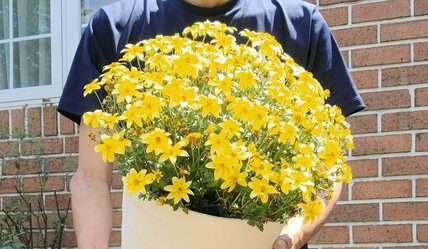 1鉢で春の庭や玄関先が「パッと明るく」！鮮やかイエローの〈ビデンス キャンプファイヤー〉ほぼ一年中ずっと花が咲きます！