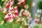 植えてよかった【初夏に咲くいい香りの花】植えっぱなしやこぼれ種で毎年咲く《多年草＆一年草》3選