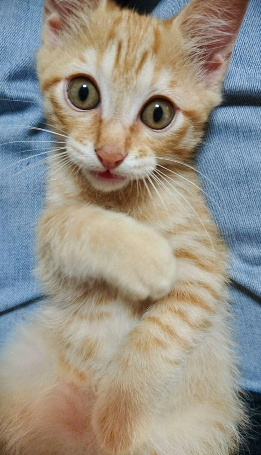 【まさか】子猫が成長後→「1分1万円」の職人に！？予想外の姿に思わず笑ってしまう