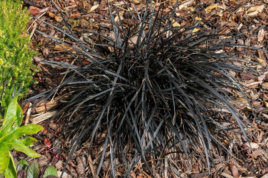 コクリュウ　TonyBaggett/istockphoto.com