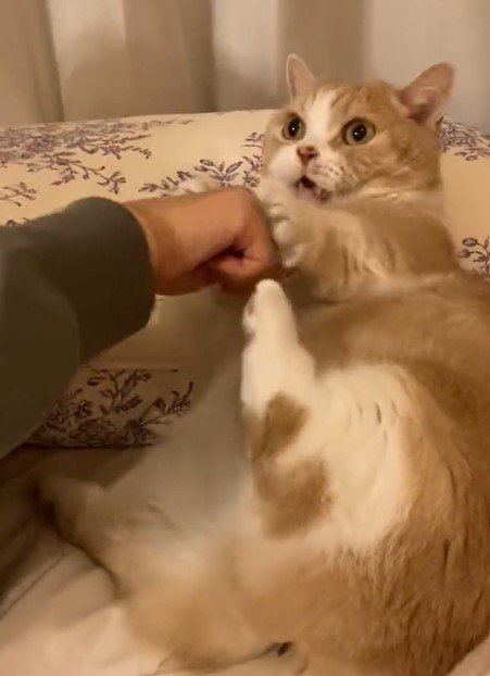 出所：@nekotansoku