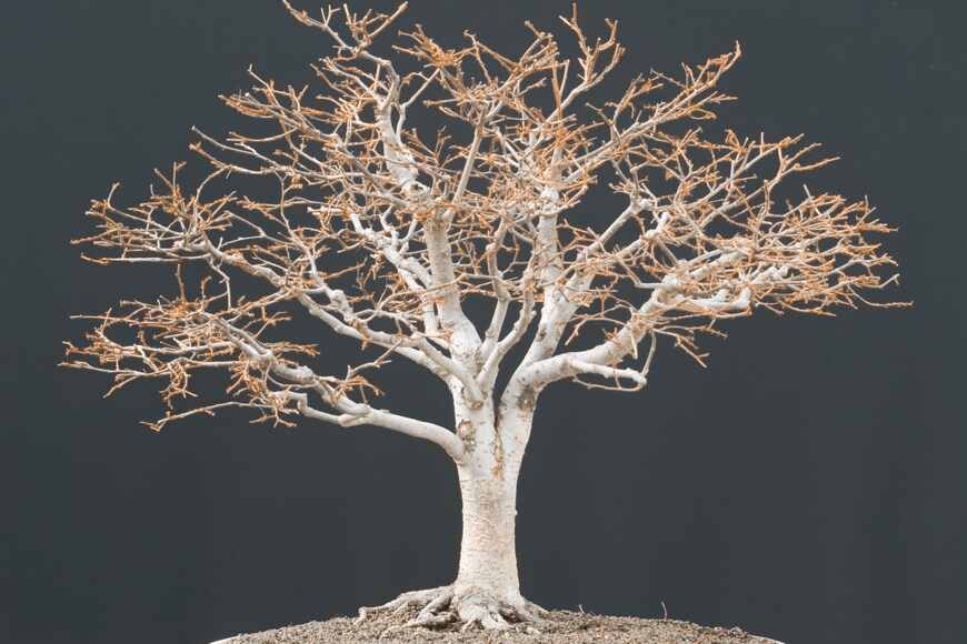 Walter Pall/shutterstock.com