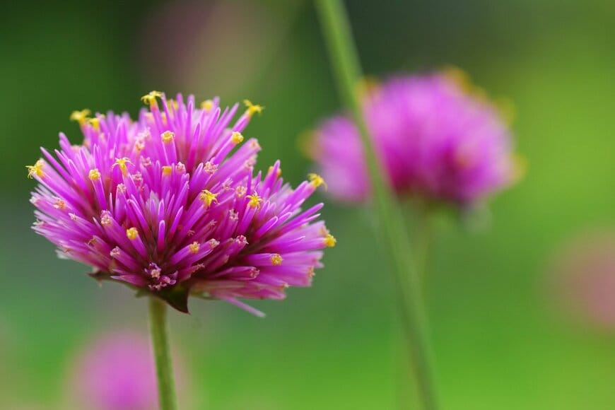 「梅雨前」に植えておきたい《オシャレな多年草3選》　一度植えれば「ほぼ植えっぱなしで毎年花咲く」