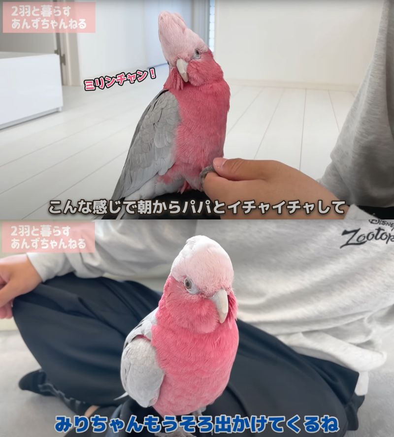 出所：@anz_omomiri