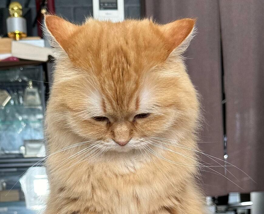 出所：@NEKOLAND13