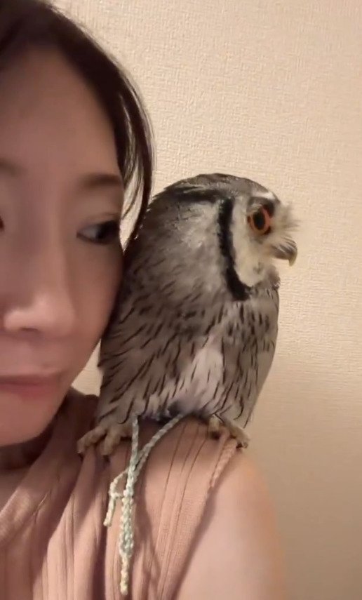 出所：@purinon2929k