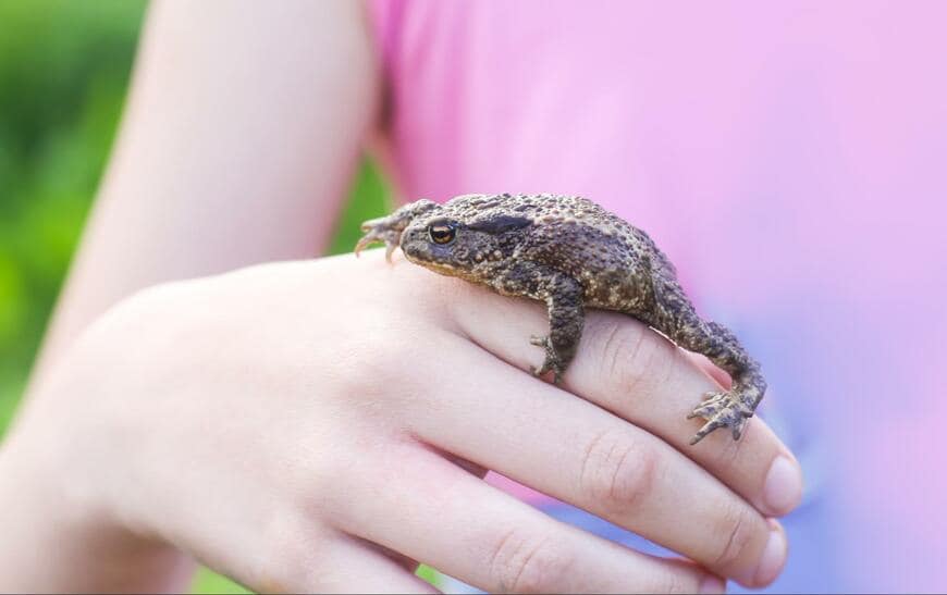 人間みたいに手招きするカエルが話題 「中に人が入っている説」に共感の声