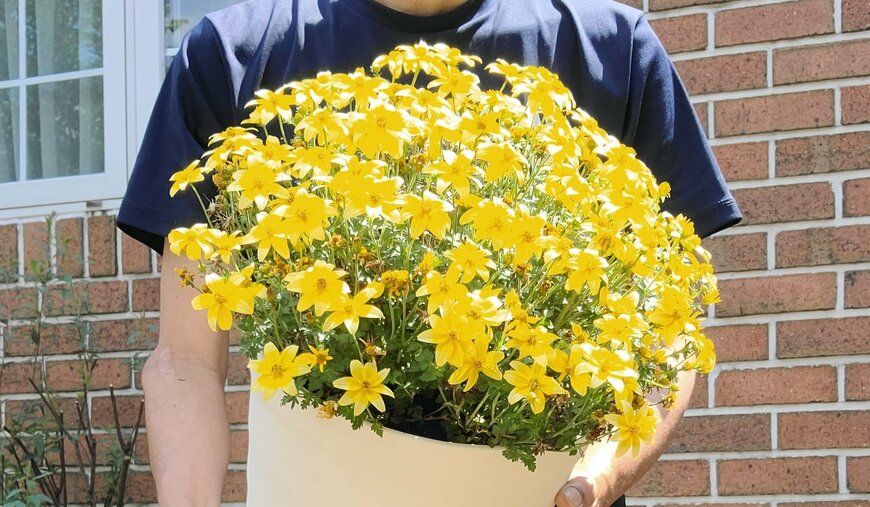 1鉢で春の庭や玄関先が「パッと明るく」！鮮やかイエローの〈ビデンス キャンプファイヤー〉ほぼ一年中ずっと花が咲きます！