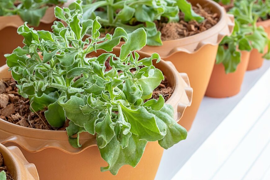 nuengbk/shutterstock.com