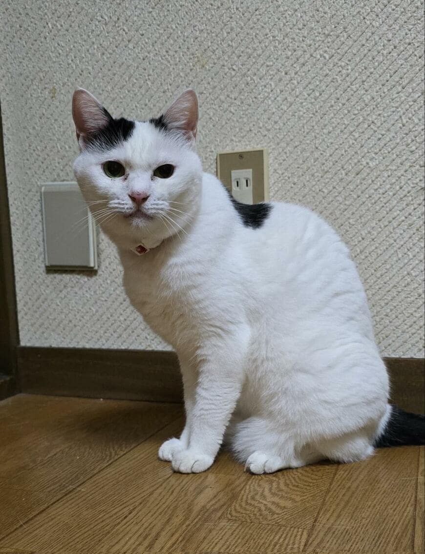 「猫の肩幅じゃない」肩幅が広すぎる猫の写真が103万回表示