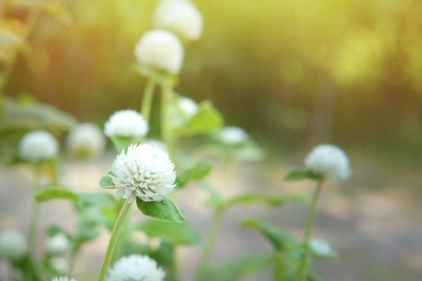 sarawut muensang/shutterstock.com