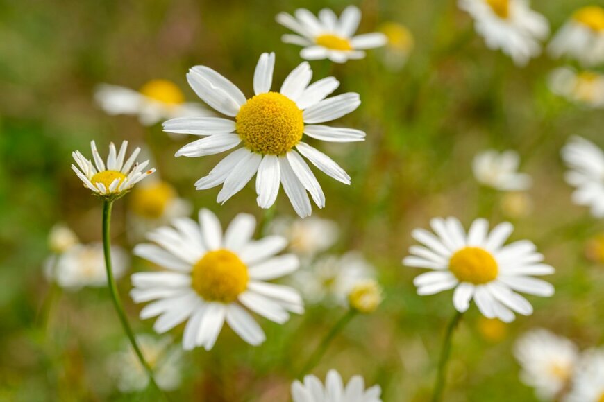 teddiviscious/shutterstock.com