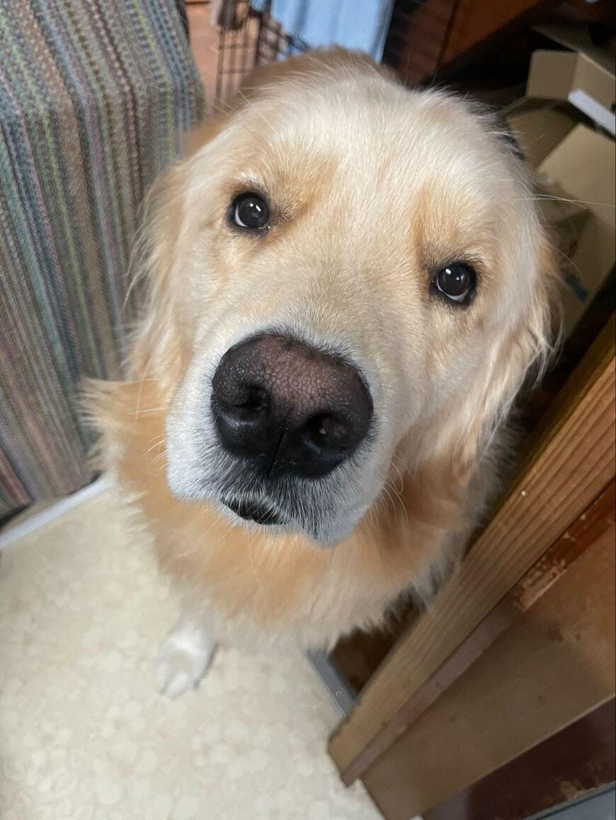 出所：@elmo_golret