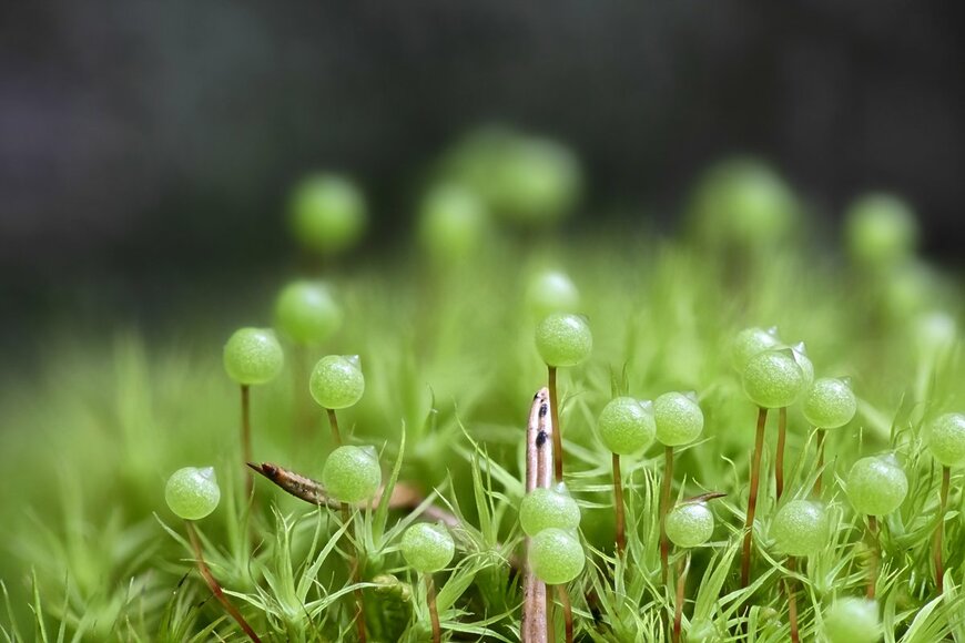 Henri Koskinen/shutterstock.com